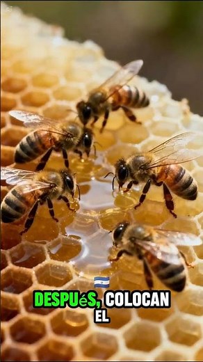 Así convierten flores en miel las abejas 🐝🍯#curiosidades #viral #viralshorts