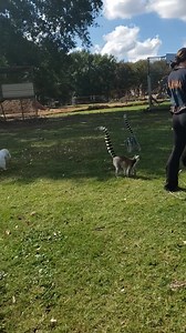 Lemur island? Yes please. They are so soft. Come and see for yourself | Franklin Drive Thru Safari