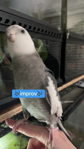 Singing my most favorite goodnight song to my frog frens 💤 Can you guess the song? #cockatiel #cockatielsoftiktok #cockatiels #cockatiellife #cockatielsonntiktok #cockatielsinging #parrot #parrotsoftiktok #christmas #christmasiscoming #cocothetiel #holiday #sinatra #myway #goodnight #lullaby #frog