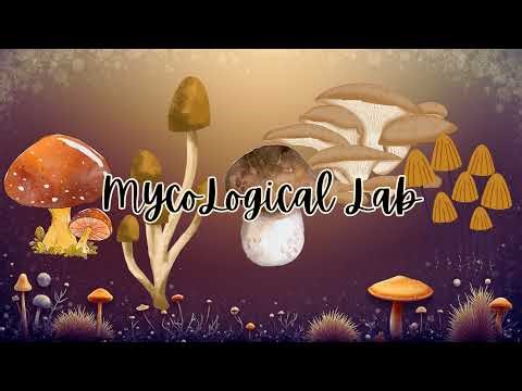 Myco Logical Live Stream