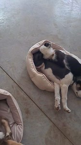 14K views · 358 reactions | Please tell everyone to adopt a Border Collie we have 12 of them !!!! | Brown Paws Dog Rescue | Facebook