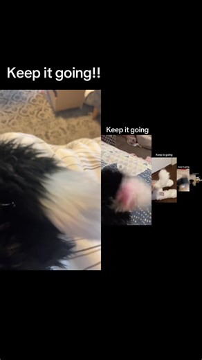 #duet z @🐕‍🦺•ᴀᴠᴀ ᴀɴᴅ ᴘᴀᴡs•🦮 cmon duet dont be scared!#essa #essafyp #douglasdog #essaplushie