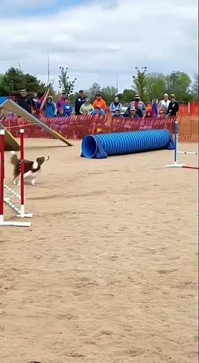 🐕 Dog Fails Agility Course for BUTTERFLY! 🦋