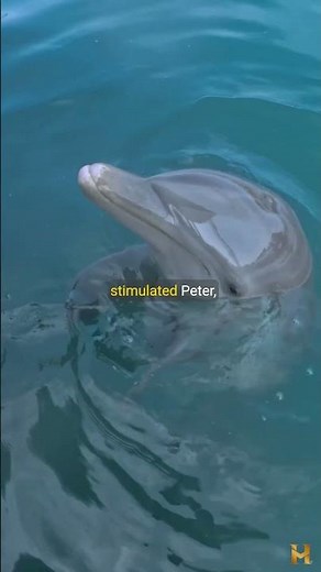 Margaret Howe Lovatt Dolphins, LSD and a Lot More