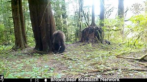 Knight Inlet Lodge funds extensive grizzly bear research in our area that is being done by the Brown Bear Research Network. Researcher John Kitchin shared this great footage with us. Be prepared to laugh! | Knight Inlet Lodge