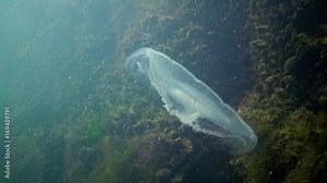 A jellyfish floating in the water column. Aurelia aurita (also called the common jellyfish, moon jellyfish, moon jelly, or saucer jelly) is a widely studied species of the genus Aurelia