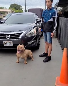 @x_factor_bullycamp • This is our American bully bloodline. Come follow us! | BullyWeb TV