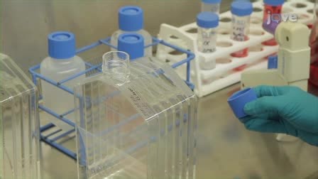 Scale-Up of Mammalian Cell Culture using a New Multilayered Flask