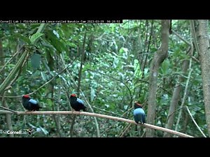 Lance-tailed Manakins Practice Elaborate Dance Routines In Panama | March 29, 2023