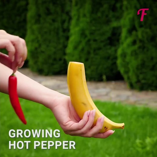 Grow hot pepper and zucchini withot problems! | Tips & Tricks