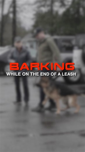 Dogs are going to bark, it's what they do. The 3 most common places dogs will bark: 1. Out for a walk on the end of a leash 2. In the car 3. At home The important thing to keep in mind in all 3 spaces is setting expectations and boundaries for barking. Check out my YouTube @shannonwalkerthedogtrainer for more tips and free dog training! #dogtrainingtips #dogtrainingadvice #dogtraining101 #dogtrainingvideos | Shannon Walker Dog Trainer