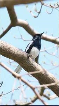 Oriental Robin's Epic Forest Song 🎶