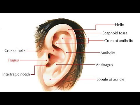EAR ACUPUNCTURE / AURICULOTHERAPY 08: Points of Tragus & Scaphoid Fossa