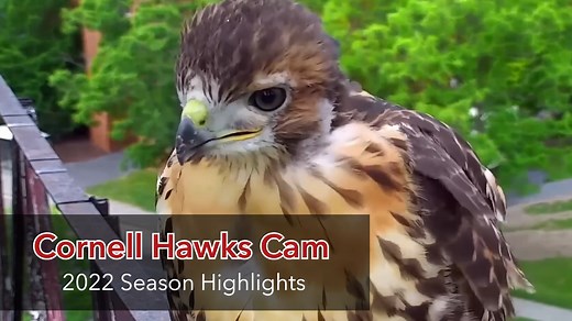 Cornell University's resident Red-tailed Hawks raised four chicks for the first time this past spring. Watch the top moments from an unforgettable breeding season with Big Red, Arthur, and their chicks. | Bird Cams