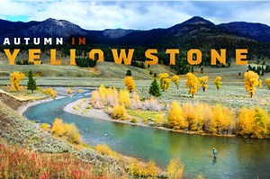 Autumn in Yellowstone: Fewer People, Bigger Trout - Fly Fisherman