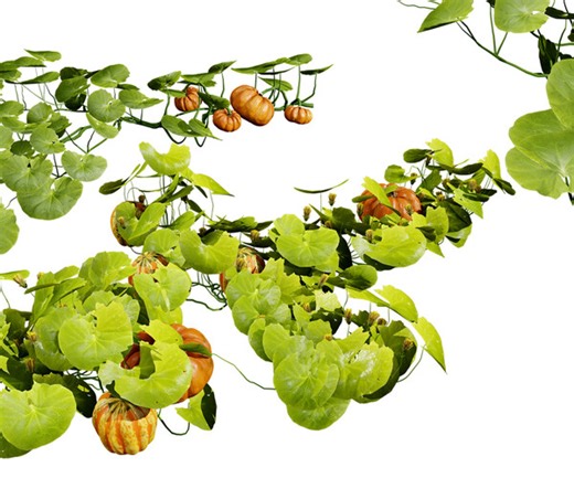 ArtStation - Pumpkin Vine 3D Model | Resources