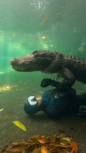 684K views · 17K reactions | Gator trying to bite me in the face! Nah...