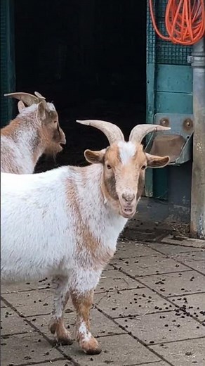 “Ponies & Goats Being Adorable at the Farm"