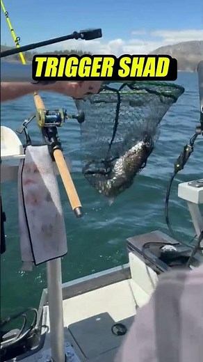 GIANT Shaver Lake Rainbow Trout on the Trigger Shad!