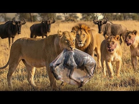 Adapt or Die: What Happens Next in the Wild? | WILDLIFE DOCUMENTARY