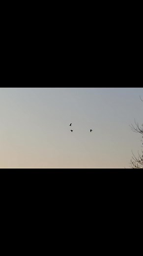 Echo with wild friends. 🖤🖤🖤 #raven #kruk #bird #play #falconry #friend #amazing | Echo the Raven