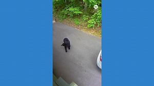 Animals react as earthquake rattles Tennessee