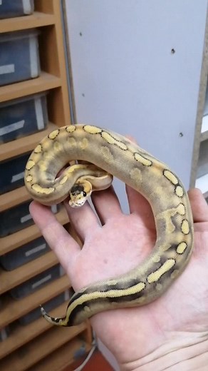 Champagne enchi ball python