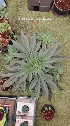 Cannabis Pflanze: Sorte=Bruce Banner x White Russian Day /Tag36 Airbag First Test. #marshydroreview
