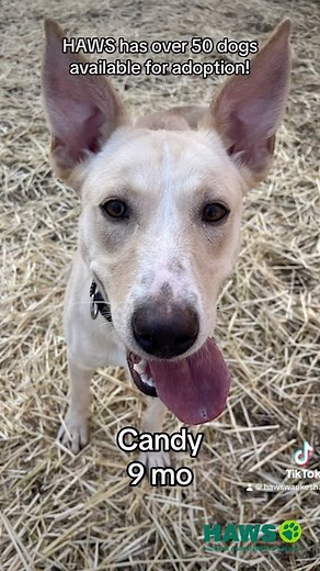 175 reactions · 118 shares | Have you been thinking about getting a...