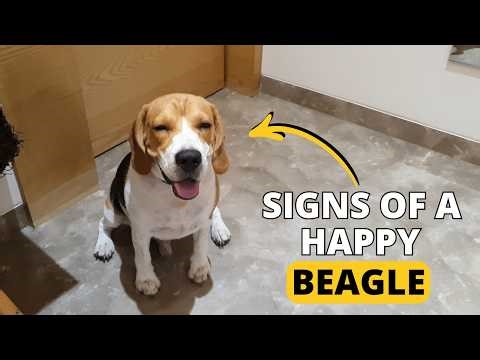 10 Signs Your Indoor Dog is Truly Happy With Life