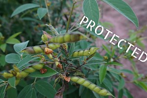 Traditional vegetables recognized by UNESCO in Kenya