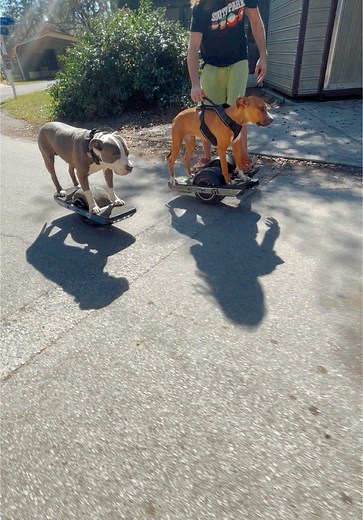Greyson (@onewheeldog) - Dogs Riding a Onewheel: Fun Canine Adventures