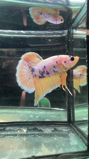 Designer Hellboy fancy Betta Fish