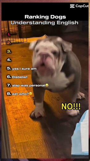 top dogs understanding English #funnydogclips