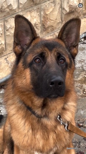 Top 3 Loyal Dog Breed In Your Femily ❤️🐕#doglover542 #friendlydogs #ytshorts #viral #videos