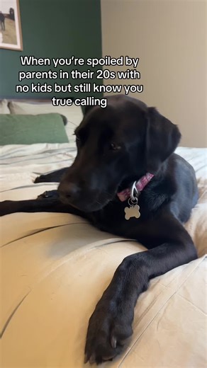 Duck Dog Adventures: The Life of a Spoiled Black Lab