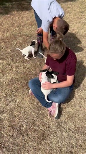 BLACK AND WHITE ENGLISH POINTER PUPS