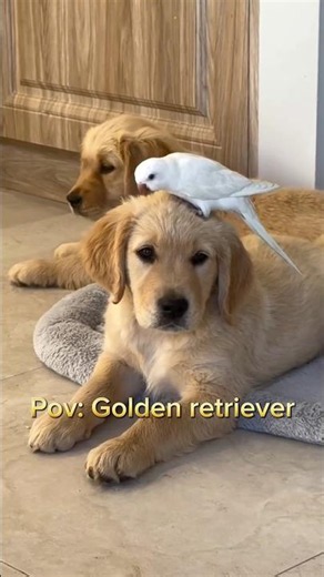 Funny Golden Retriever #dogs #goldenretriever #funnyvideo