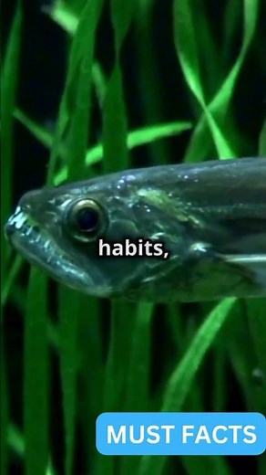 Beware the DEADLIEST Fish in the Amazon