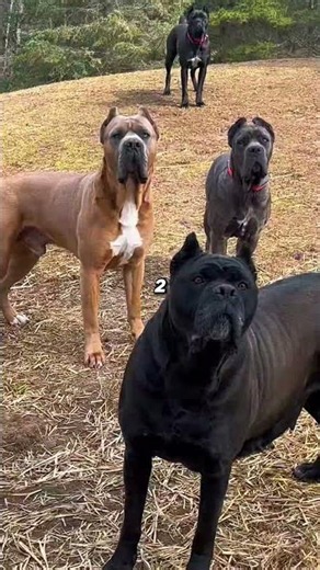 Top 5 reasons to own a Cane Corso