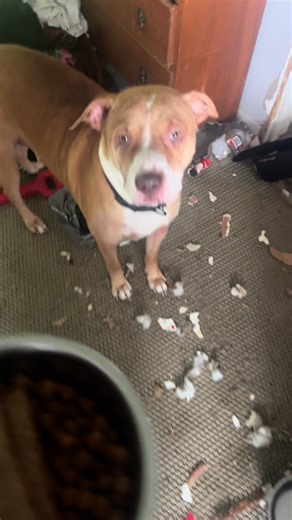 Healthy Breakfast Ideas for Dogs