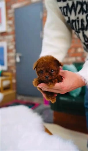 Red Teacup Poodle♥️💋🐾 #virals, #trendingvideo #viral_video #trending, #trends, #poodles #worldwide #viral, #trend, #foryoupage #fyp, #fyps, #teacuppoodle #poodlesoftiktok #poodle #foryou, #redpoodle | Dogs day