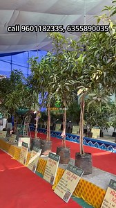 5.1K views · 2.8K reactions | Shree Hari Nursery Areth. Call 9601182335, 6355890035. Get 100% Replacement Guarantee on mango plants from Shree Hari Nursery. #mangofarming #shreeharinurseryareth #mangoplant #mango #qualityfirst #organicfarming [ Organic Farming, Organic Mango Plants, Replacement Guarantee, Certified Organic, Mango Farming] | Shree Hari Nursery | Facebook