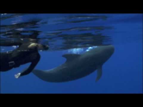 Hayden Panettiere dives with the dolphins - WHALEMAN.ORG