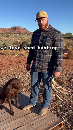 Guide to Shed Hunting: Training Your Labrador Retriever for Success
