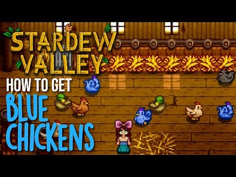 How to get Blue Chickens in Stardew Valley + Tips for saving money & all about Blue Chickens
