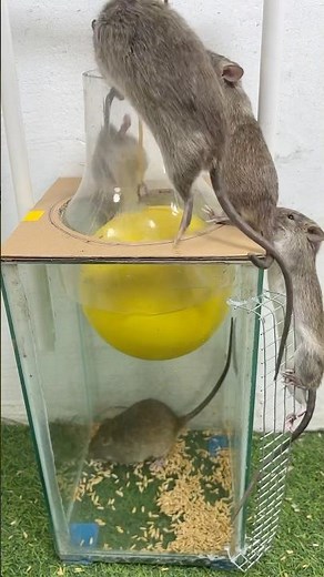 Homemade trap/top 10 best mouse traps in the world/mouse trap idea with plastic ball #Homemadetrap