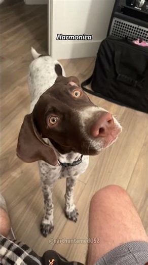 Dog Meets Musical Instrument for the First Time 😳🐶#funnydogs#foryou #doglife #dogsoftiktok#animals