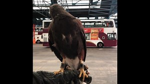 4.1K views · 133 reactions | A visitor to our Central Garage this week. | Lothian Buses | Facebook