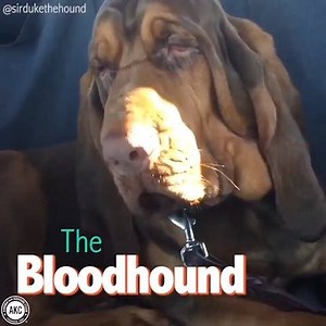 210K views · 4.7K reactions | Independent, inquisitive and friendly: The noble Bloodhound is among the canine kingdom’s most kindly and docile citizens. | American Kennel Club | Facebook